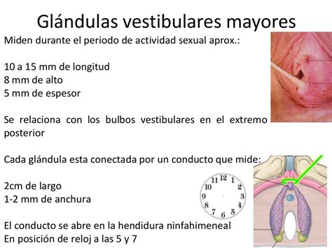 glândulas de bartholin e de skene|Glândulas de Skene: o que são e como tratar quando inflamam